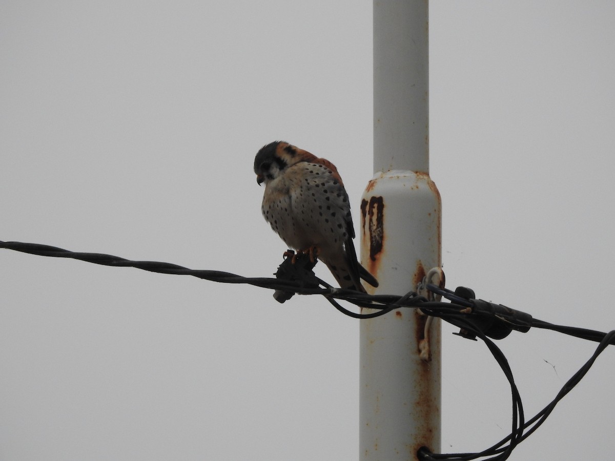 American Kestrel - ML622788870