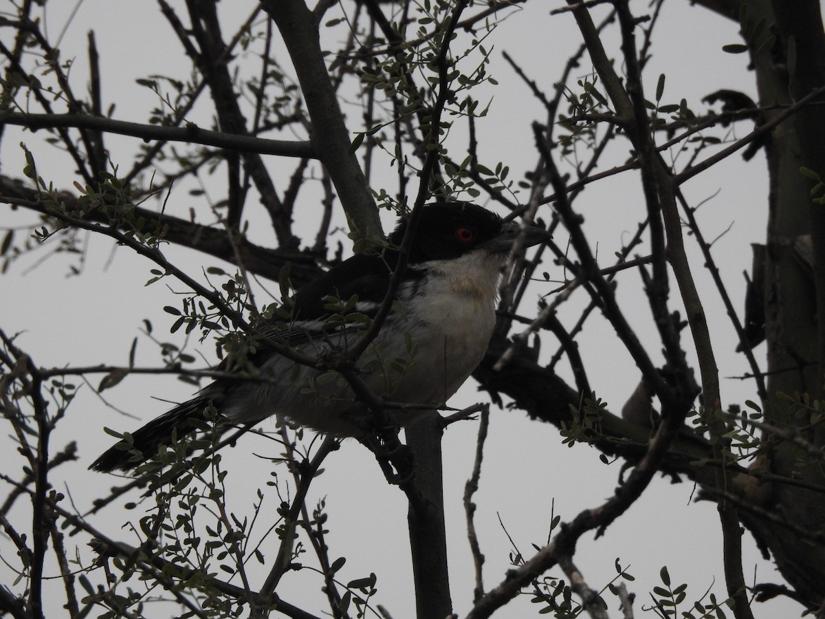 Great Antshrike - ML622788901