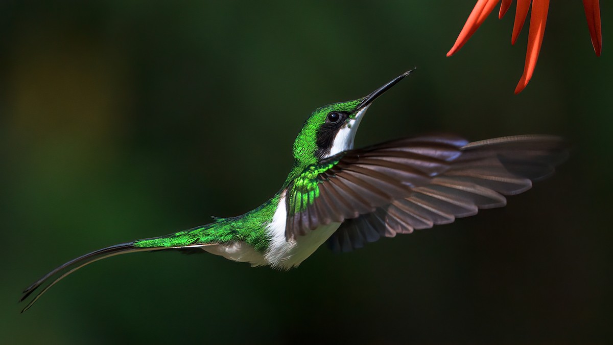 Black-eared Fairy - ML622788904