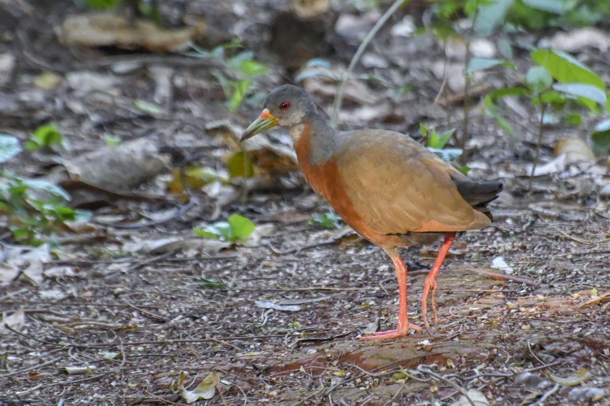 Little Wood-Rail - ML622788935