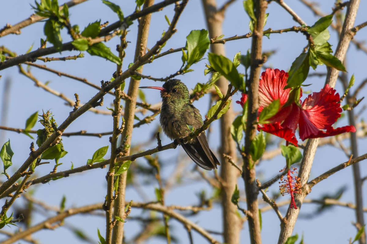 Gilded Hummingbird - ML622788952