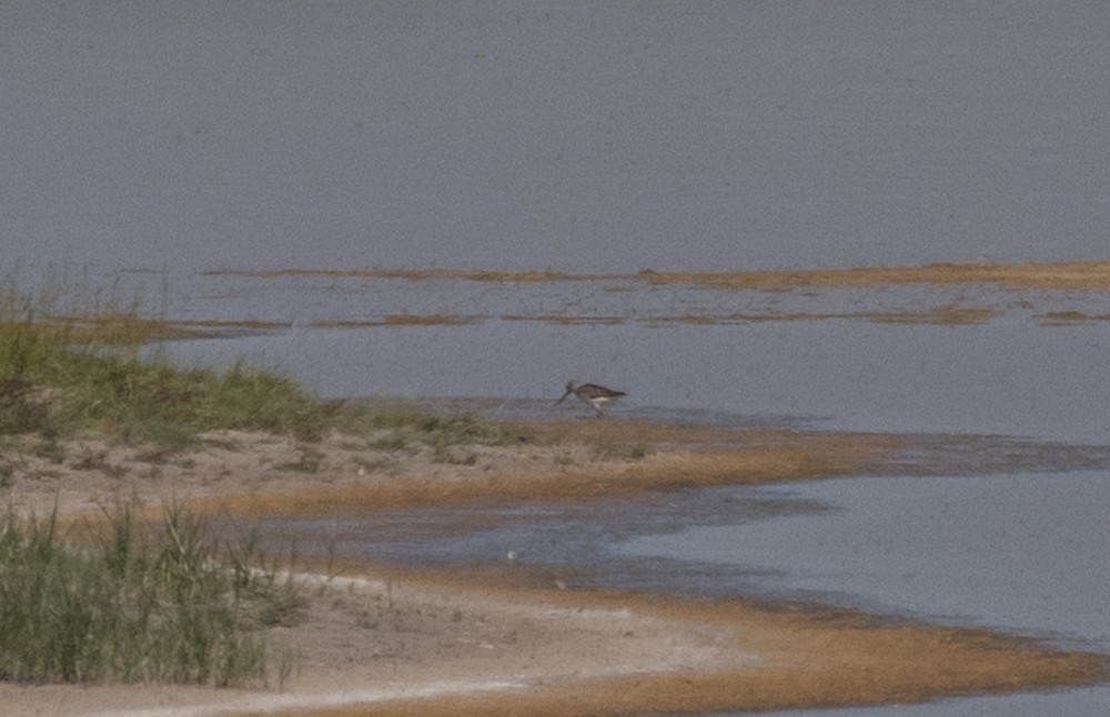 Terek Sandpiper - ML622788960