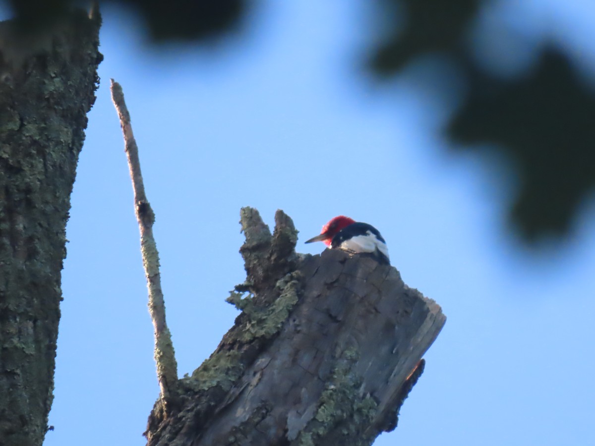 Red-headed Woodpecker - ML622788982