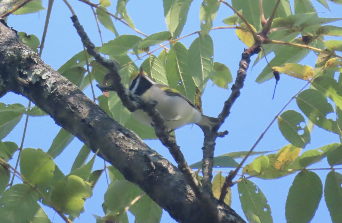 Golden-winged Warbler - James Hamilton