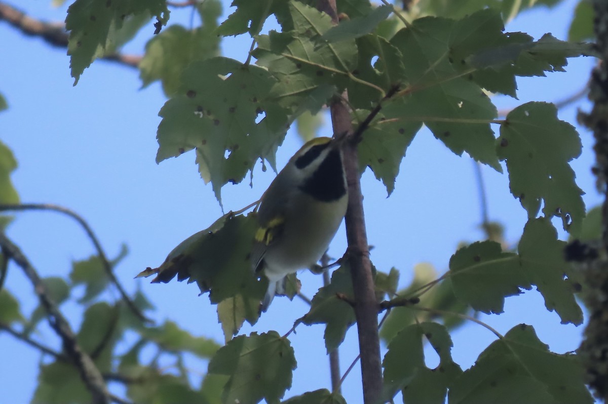 Golden-winged Warbler - James Hamilton