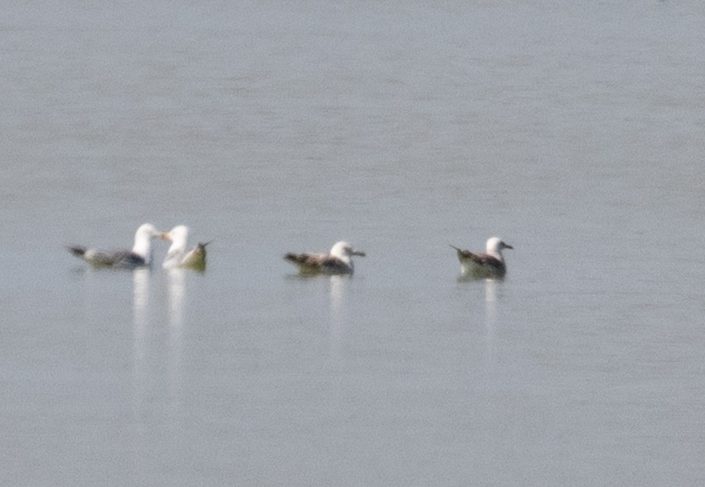 Herring Gull (Mongolian) - ML622789019