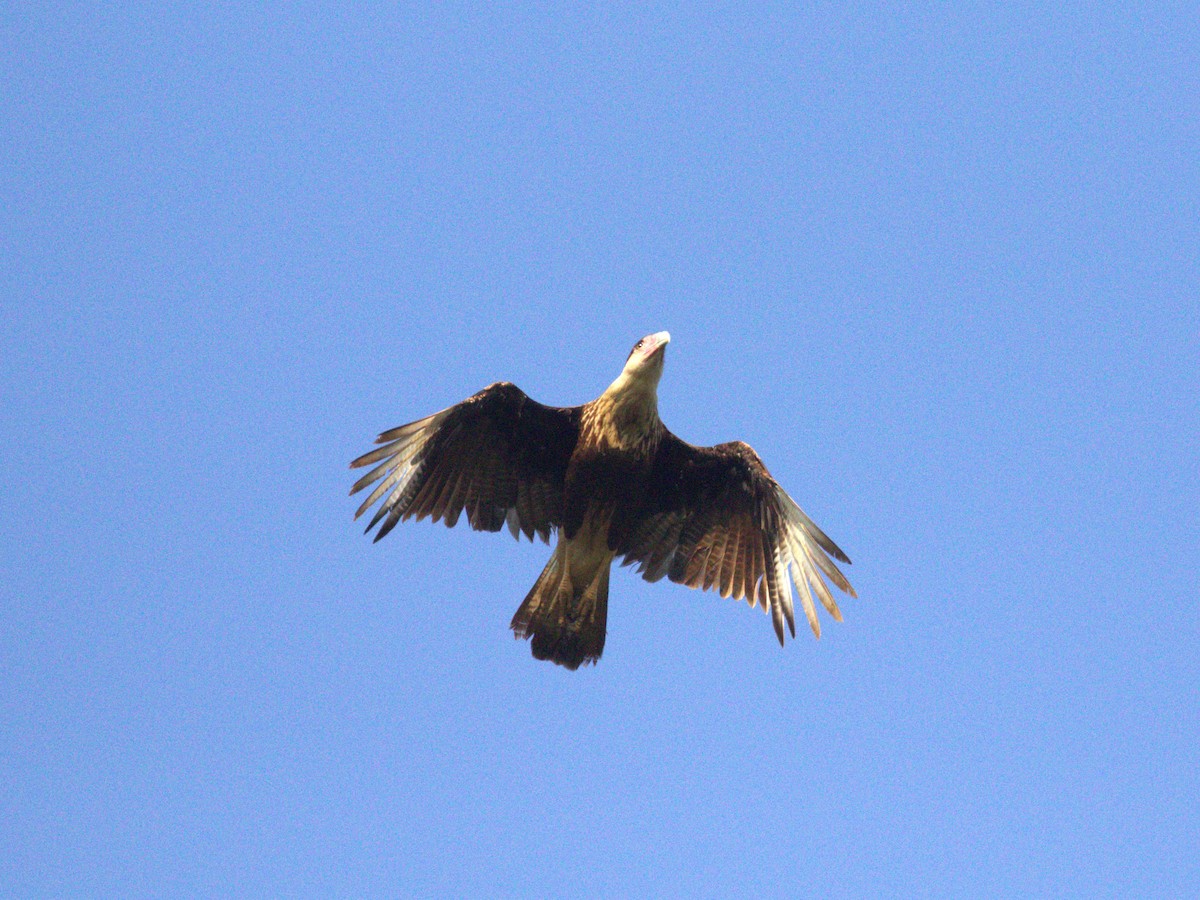 Crested Caracara (Northern) - ML622789020