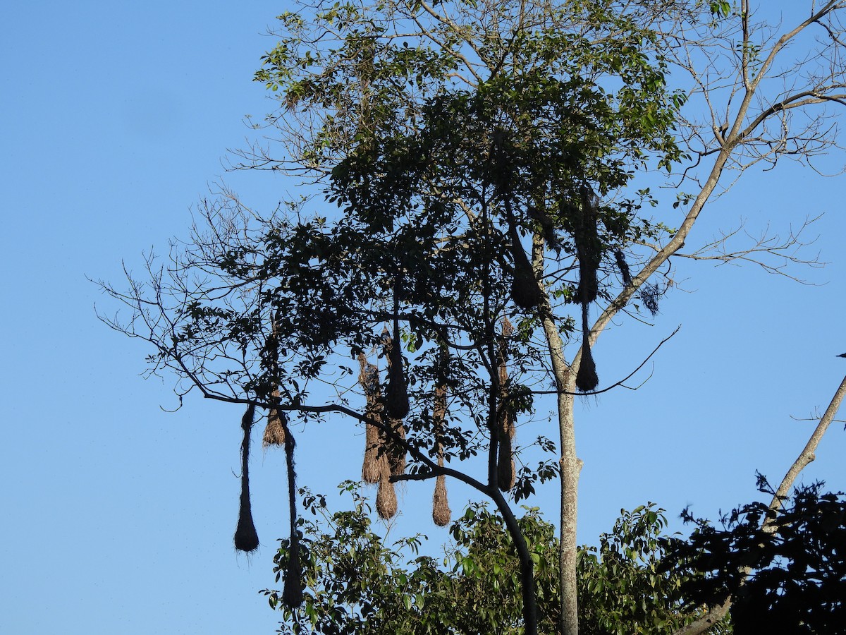 Crested Oropendola - Agustina Medina