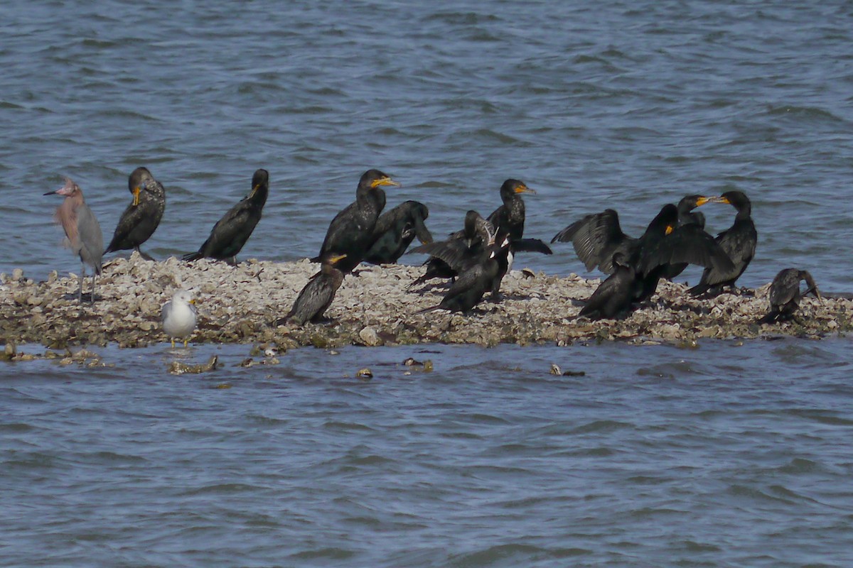 Neotropic Cormorant - ML622789063