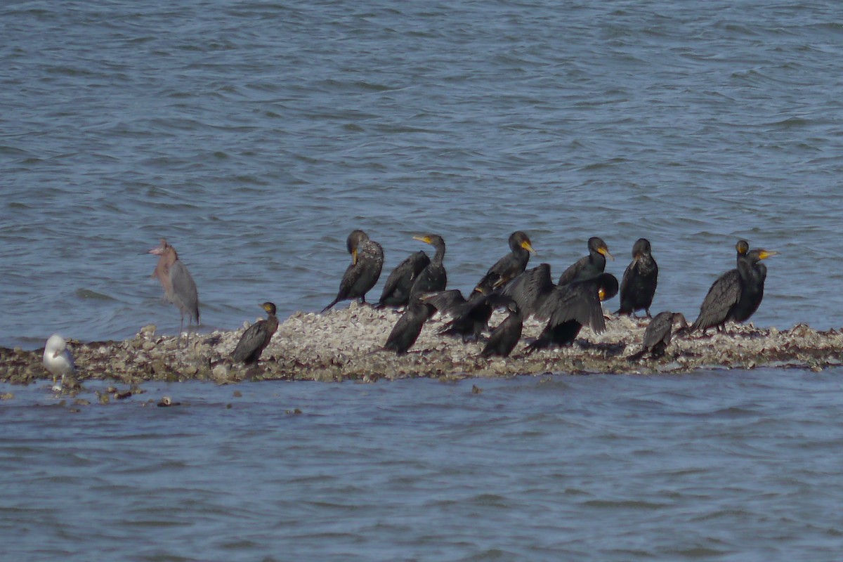 Double-crested Cormorant - ML622789064