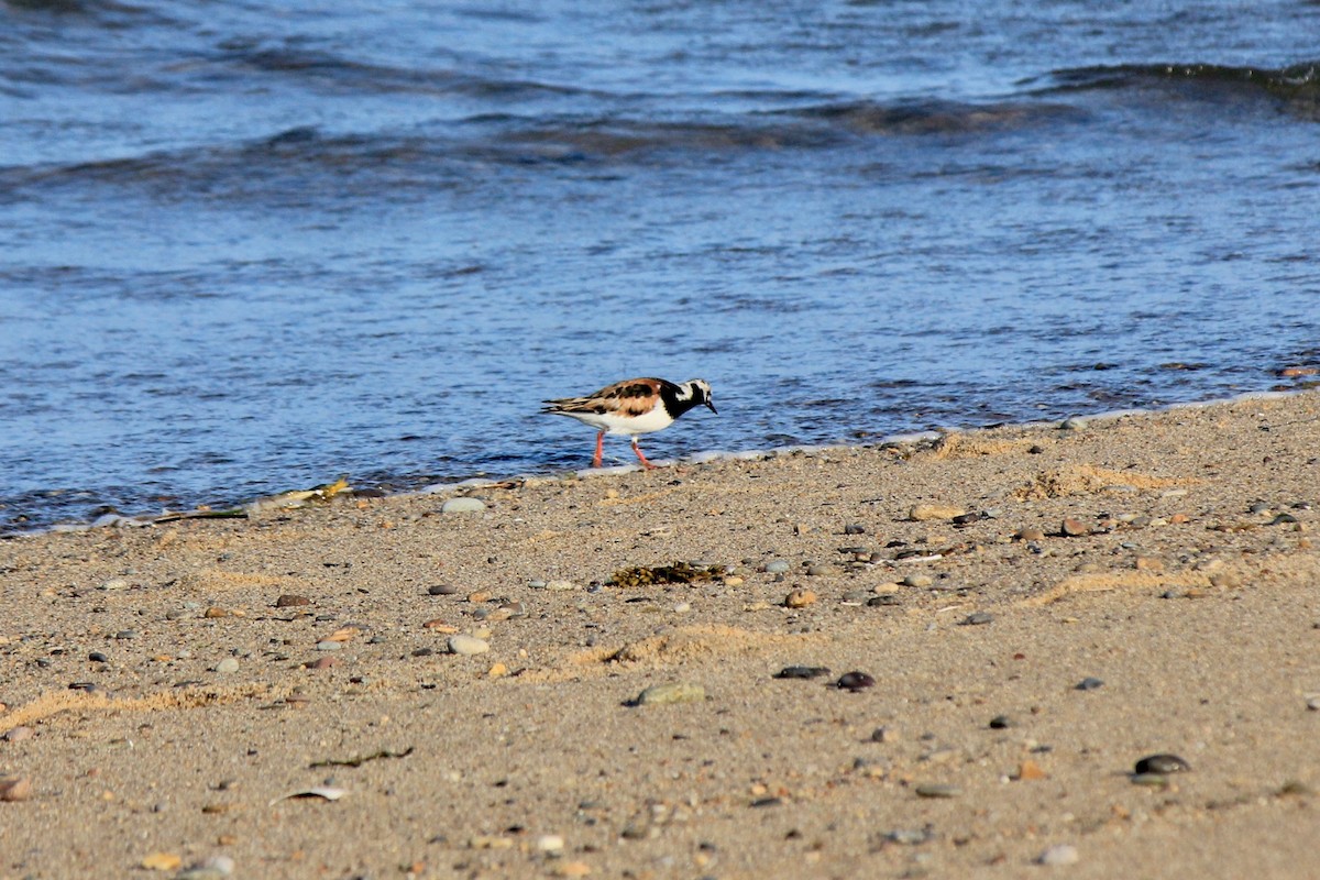 Ruddy Turnstone - Scott Wieman