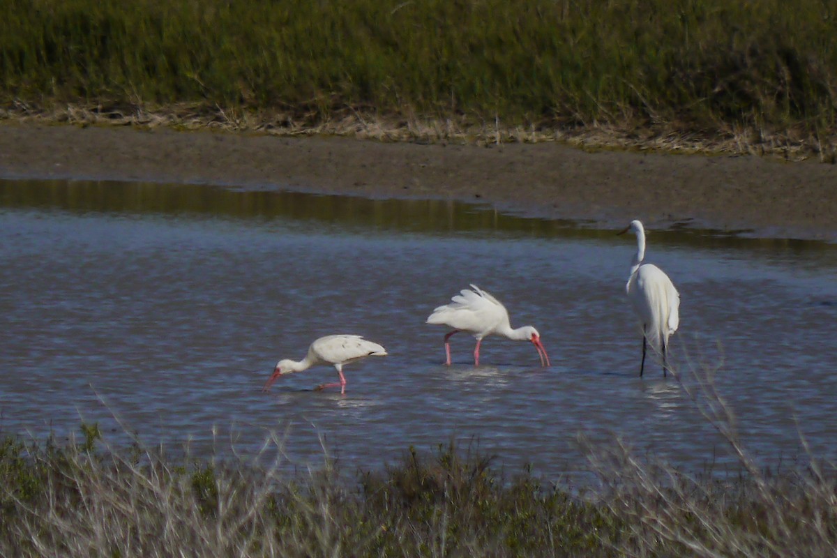 Ibis blanc - ML622789215