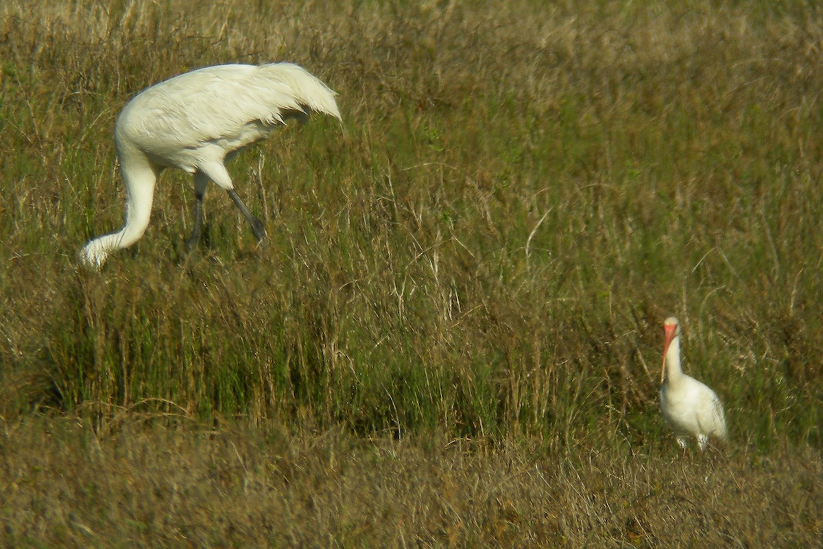 Ibis blanc - ML622789216