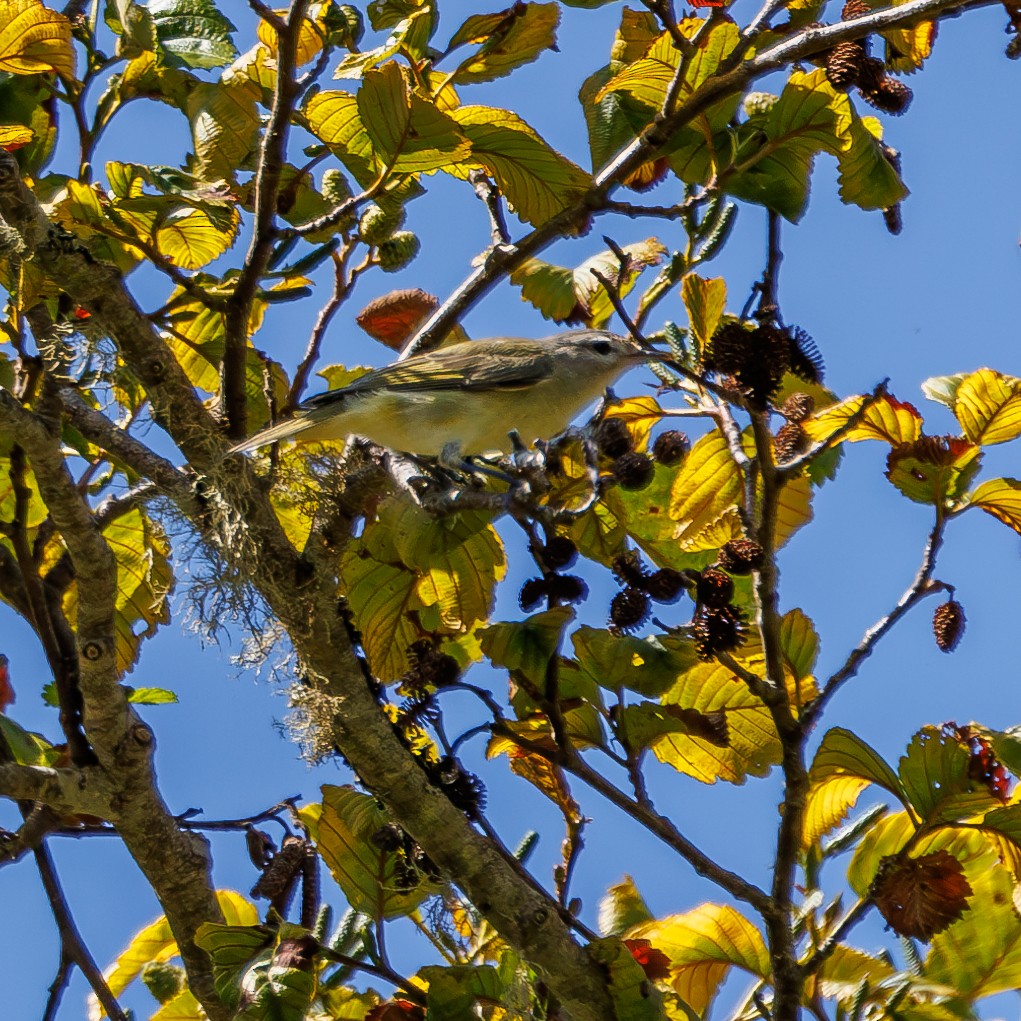 Warbling Vireo - ML622789223
