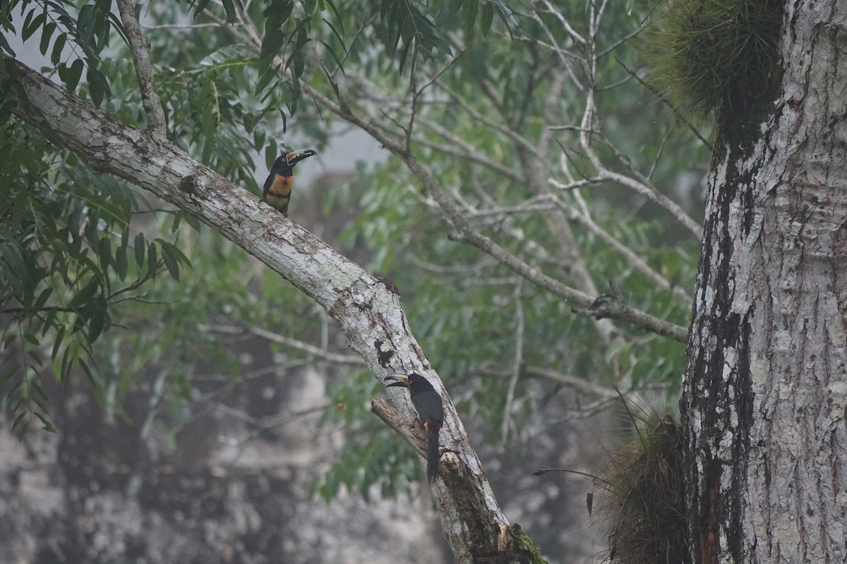 Collared Aracari - ML622789236