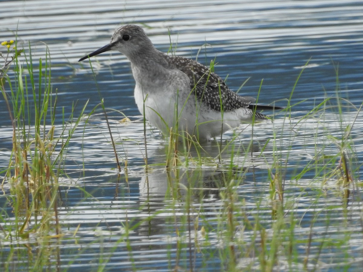 Lesser Yellowlegs - Darlene Cancelliere