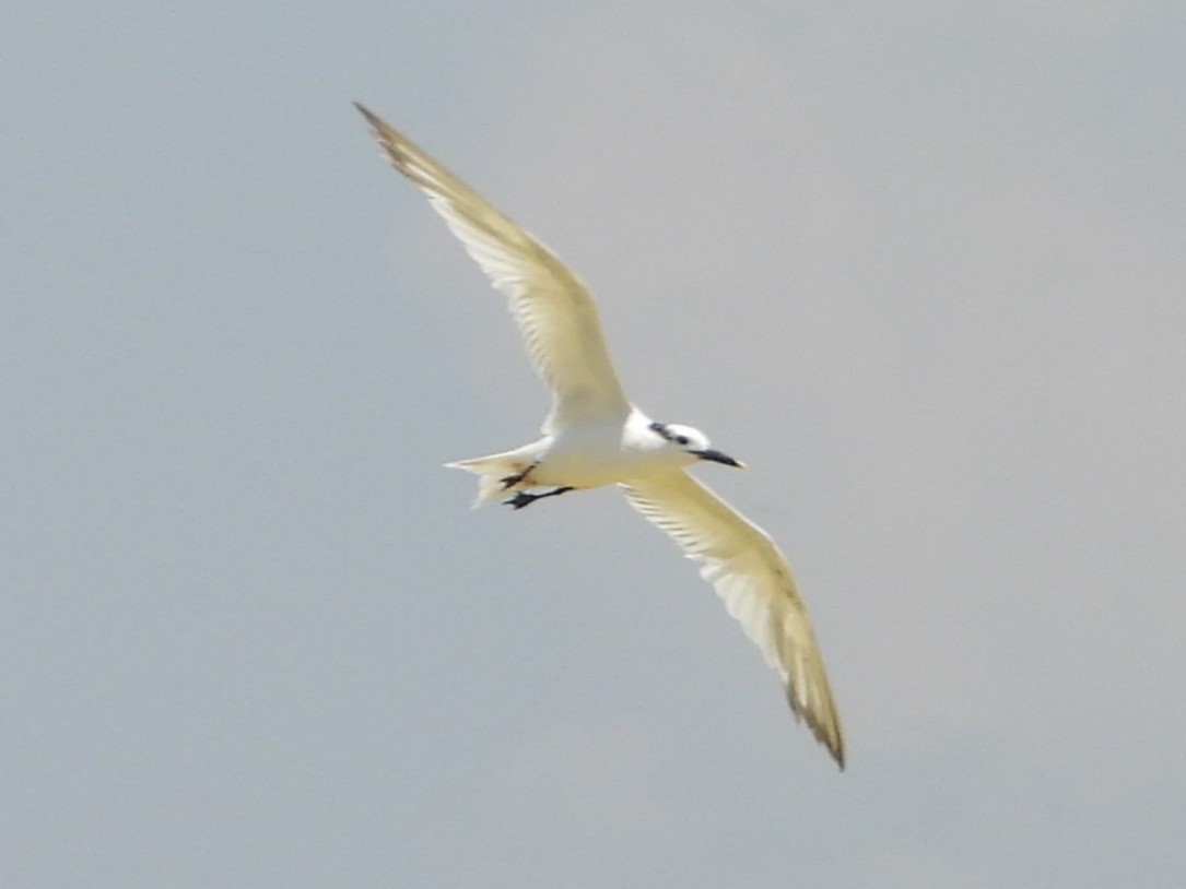 Sandwich Tern - ML622789254