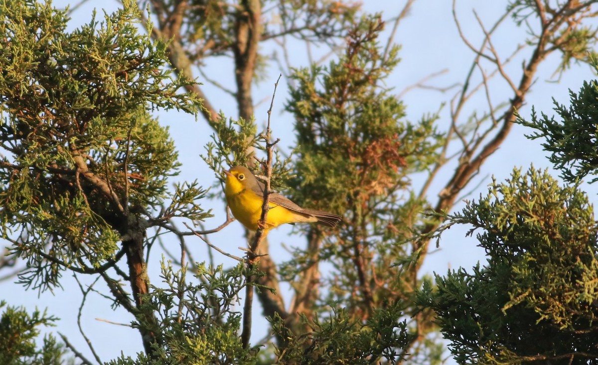 Canada Warbler - ML622789286