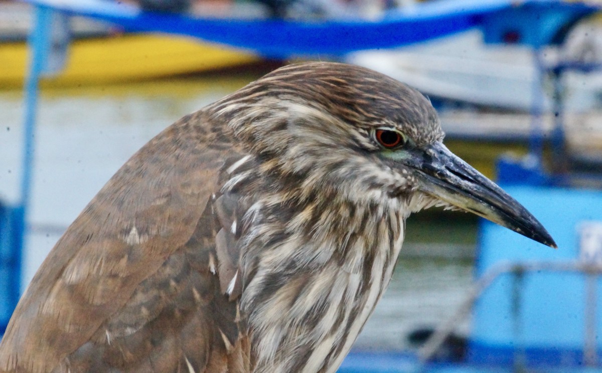 Black-crowned Night Heron - ML622789321