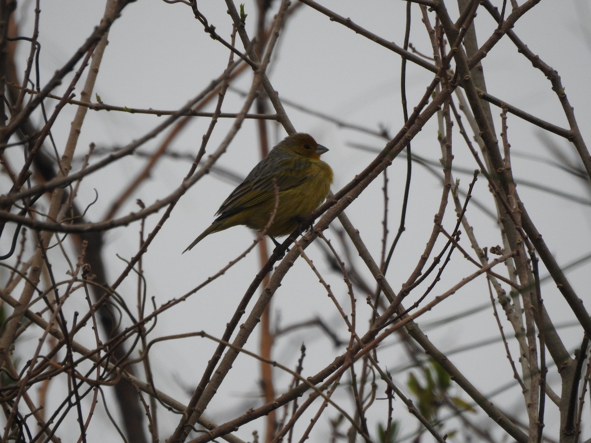 Saffron Finch - Carlos Galvan