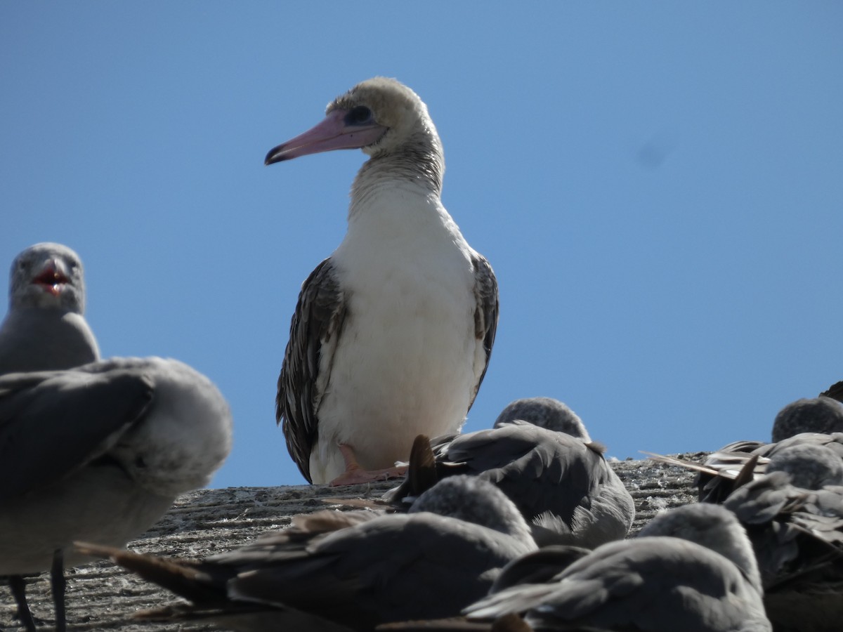 Red-footed Booby - Al Guarente