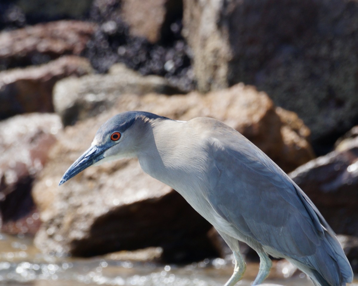 Black-crowned Night Heron - ML622789347