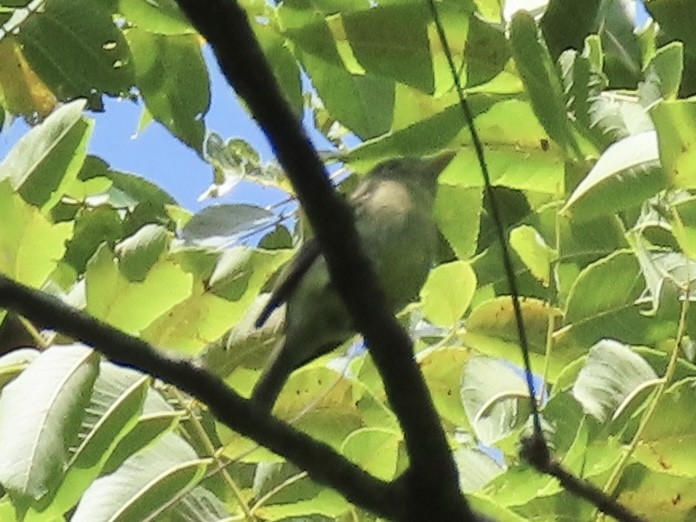 Empidonax sp. - ML622789353