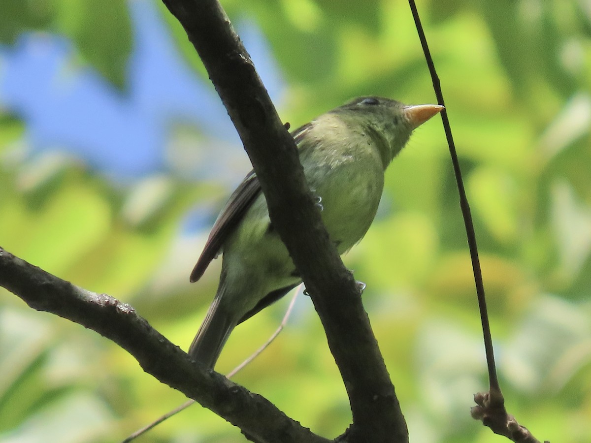 Empidonax sp. - ML622789354