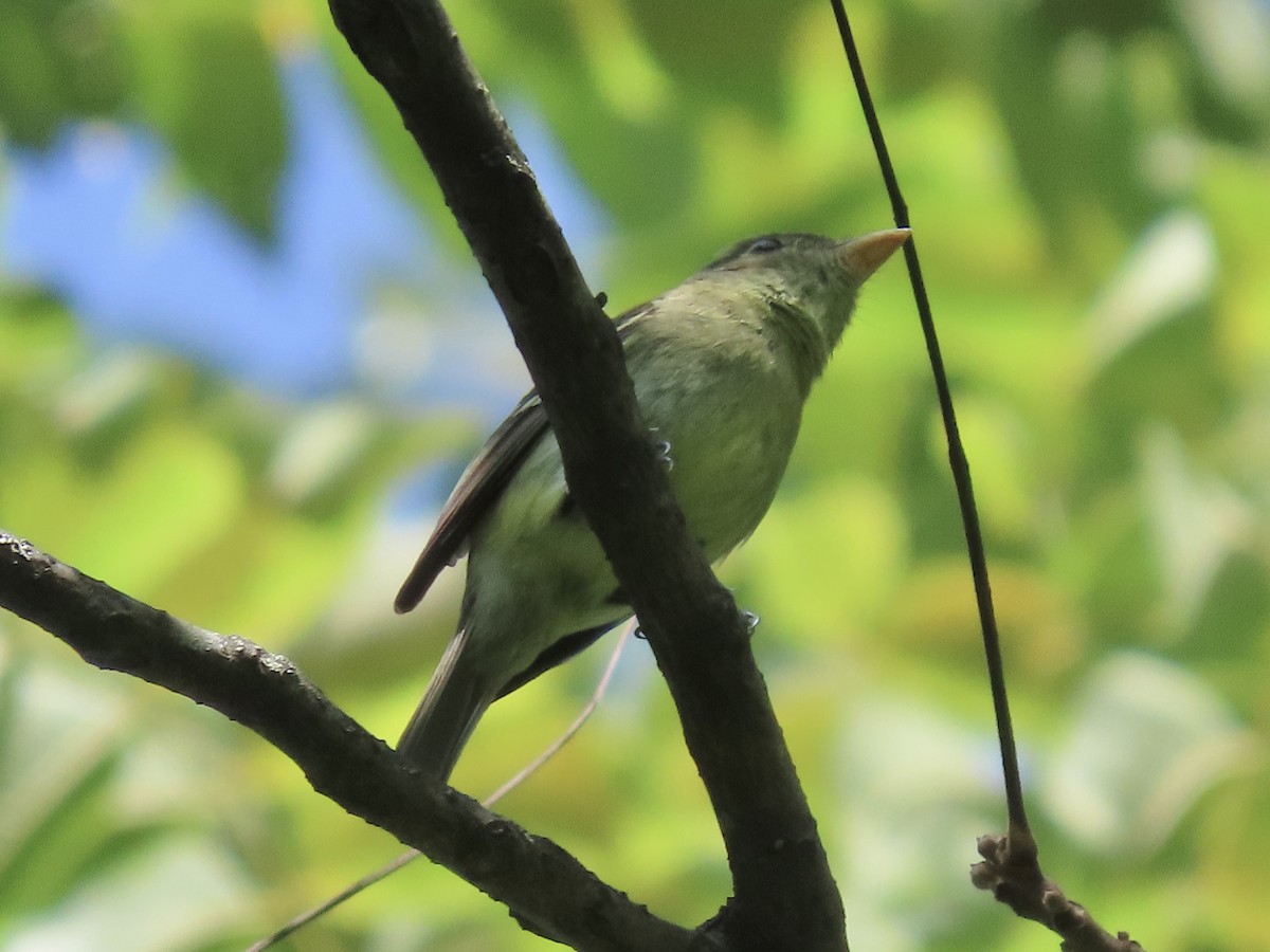 Empidonax sp. - ML622789355