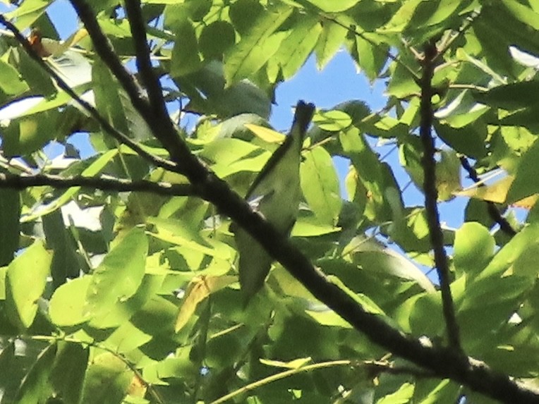 Tennessee Warbler - ML622789357