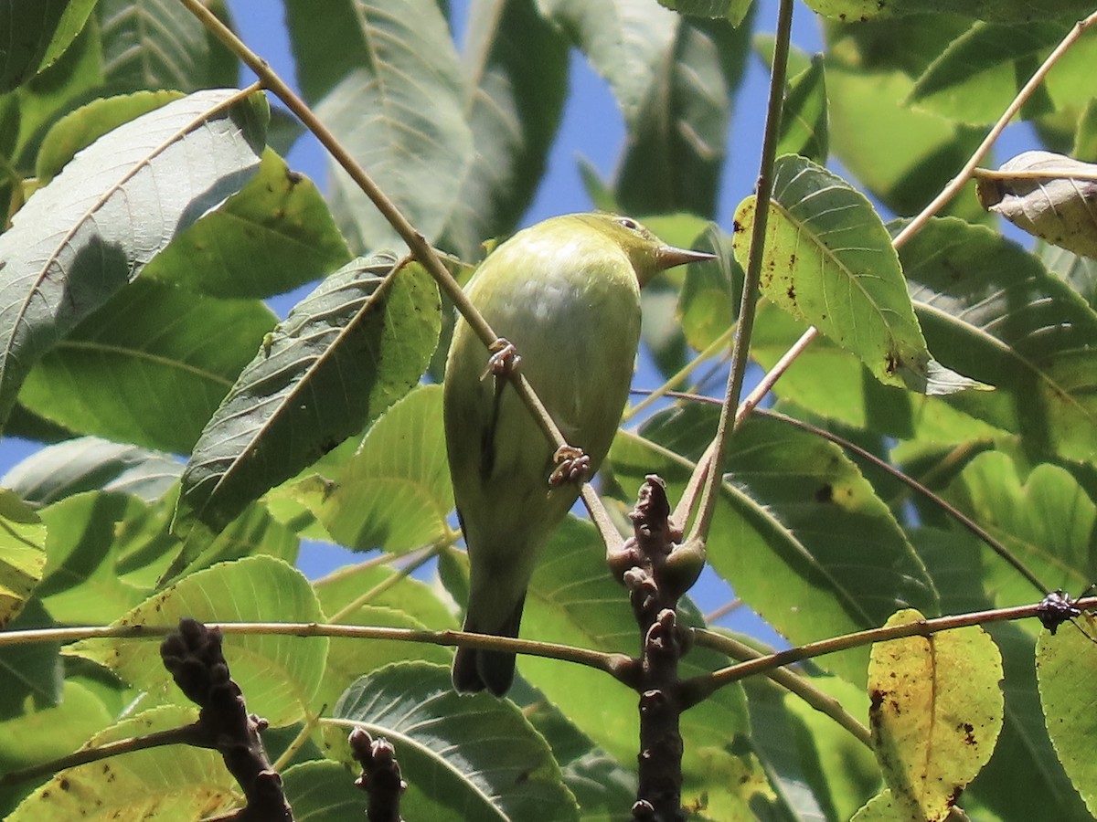 Tennessee Warbler - ML622789362