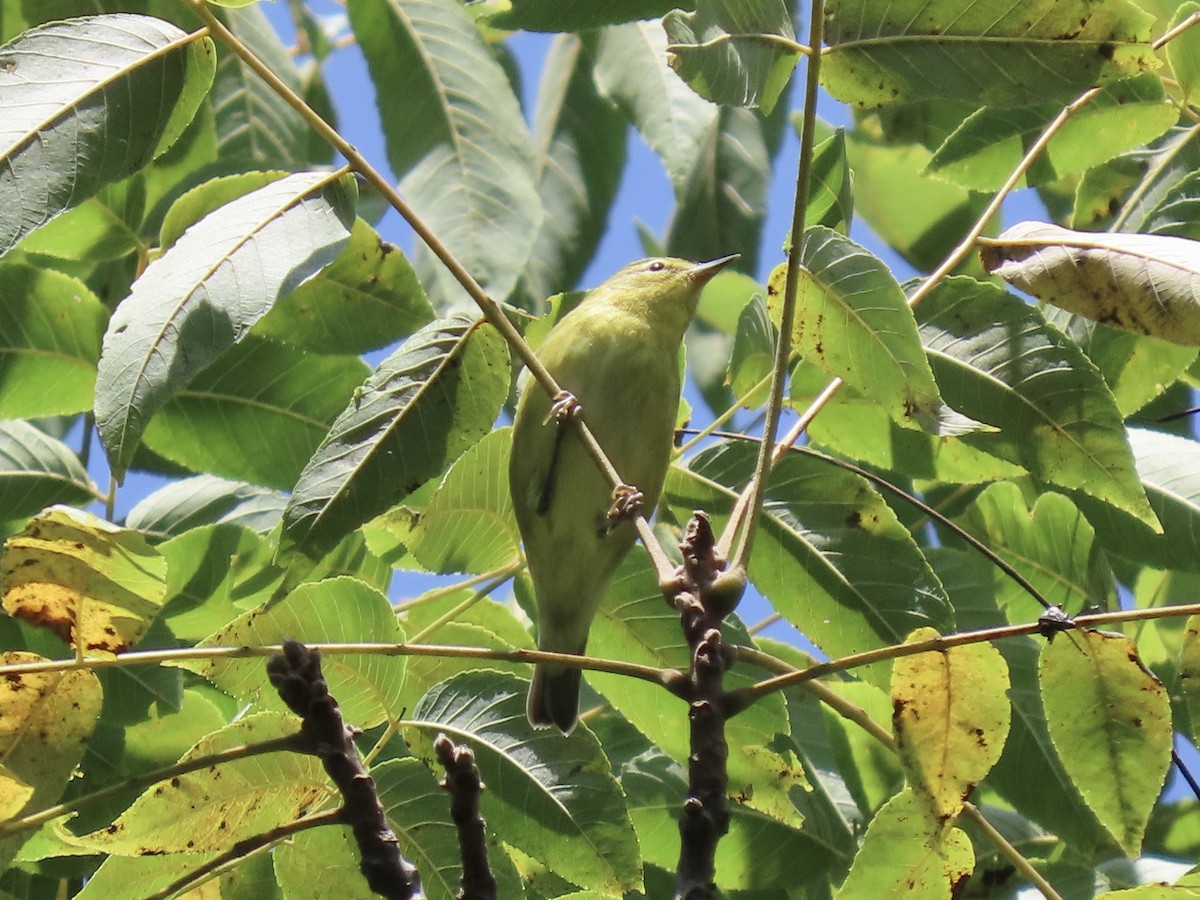Tennessee Warbler - ML622789364
