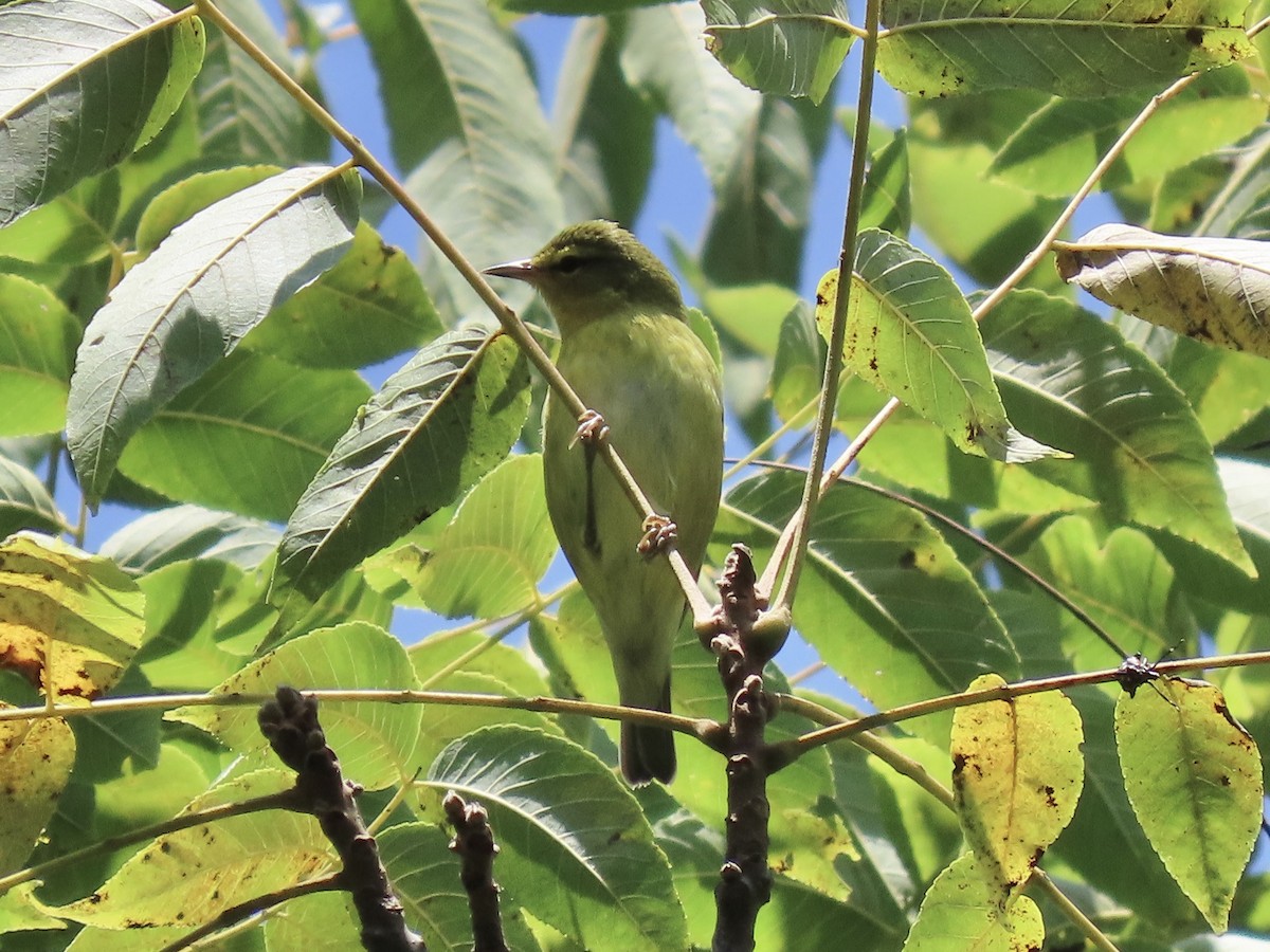 Tennessee Warbler - ML622789366