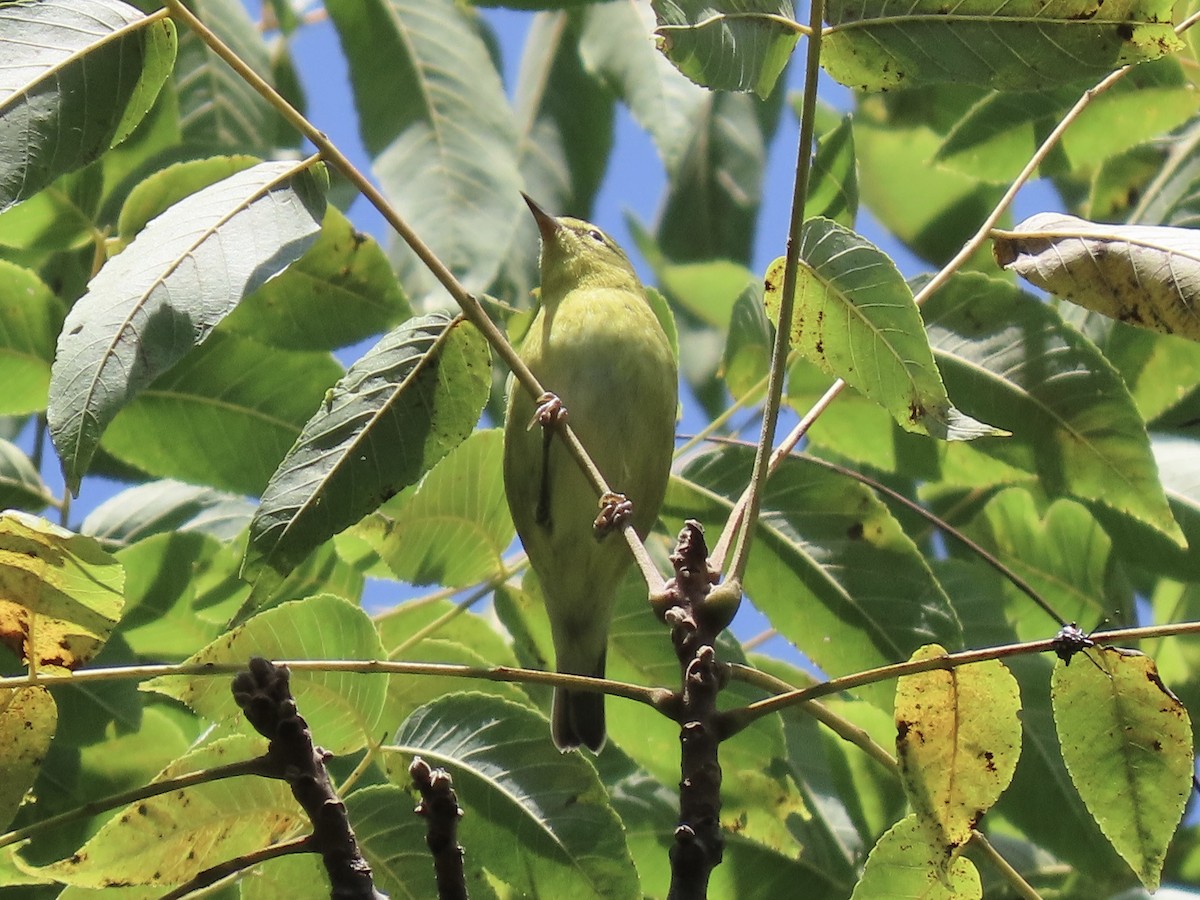 Tennessee Warbler - ML622789367