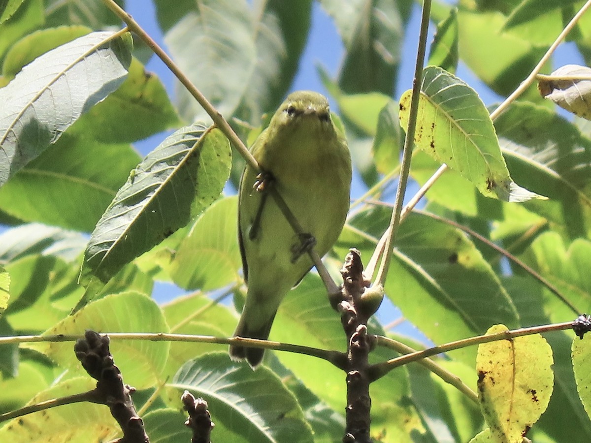 Tennessee Warbler - ML622789368