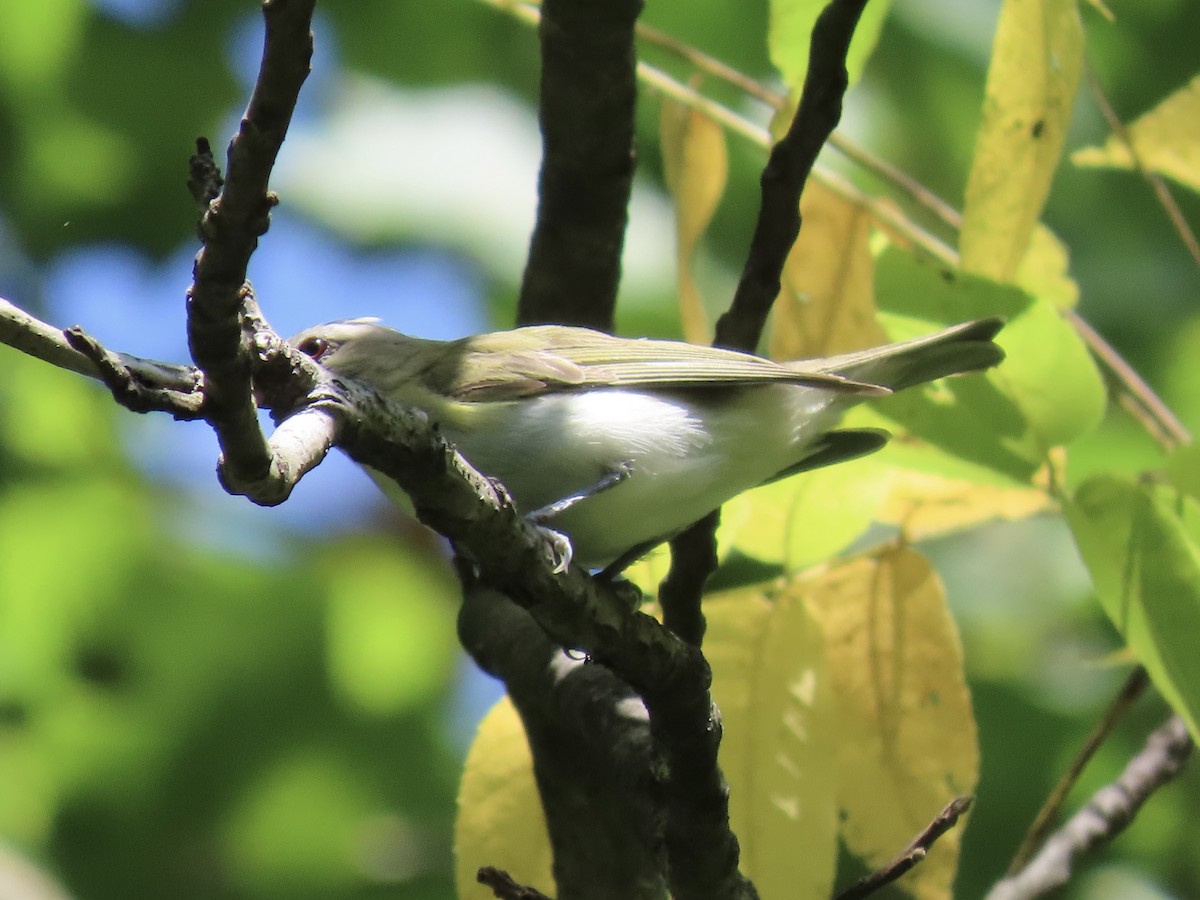 Red-eyed Vireo - ML622789376