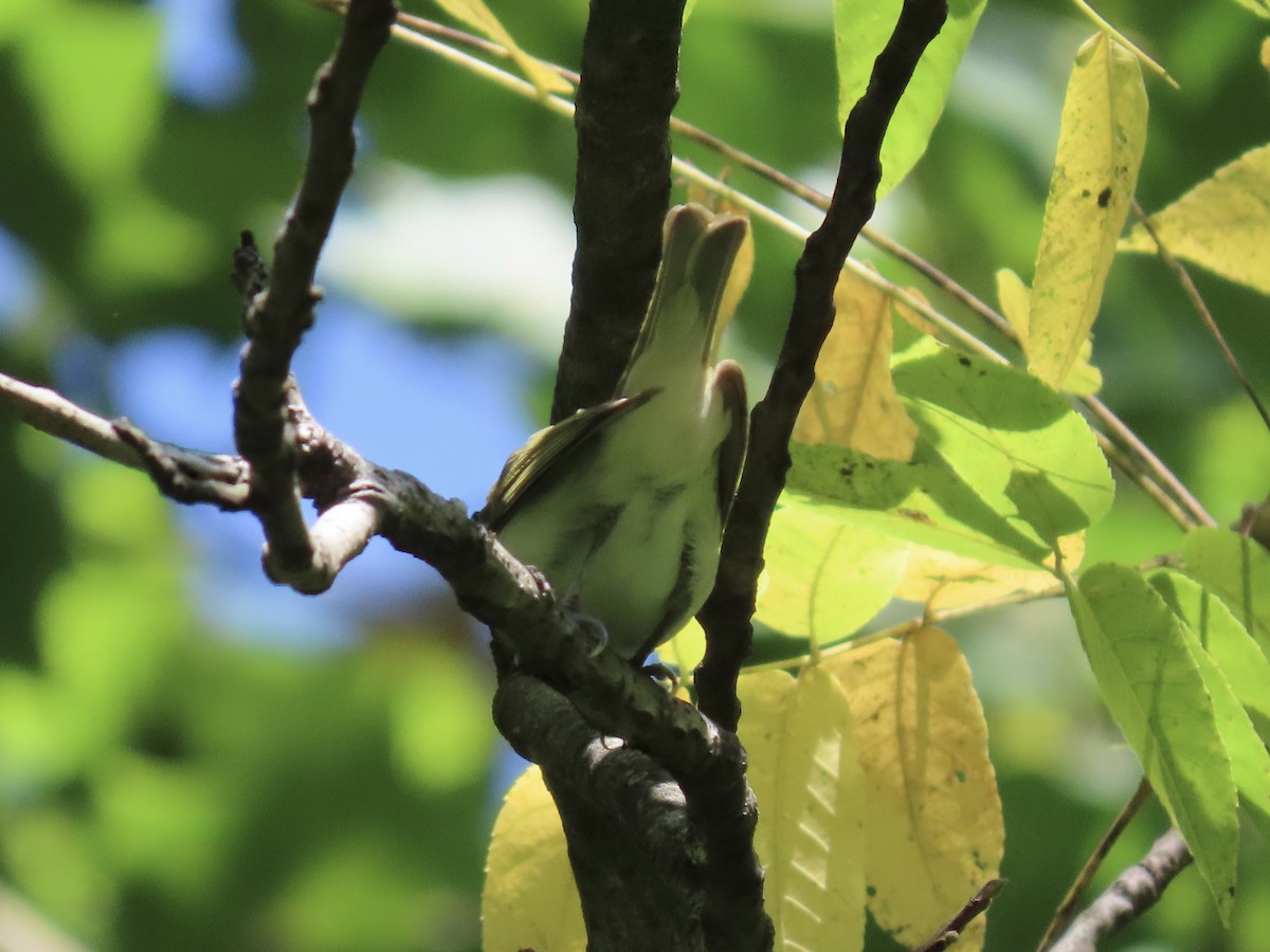 Red-eyed Vireo - ML622789377