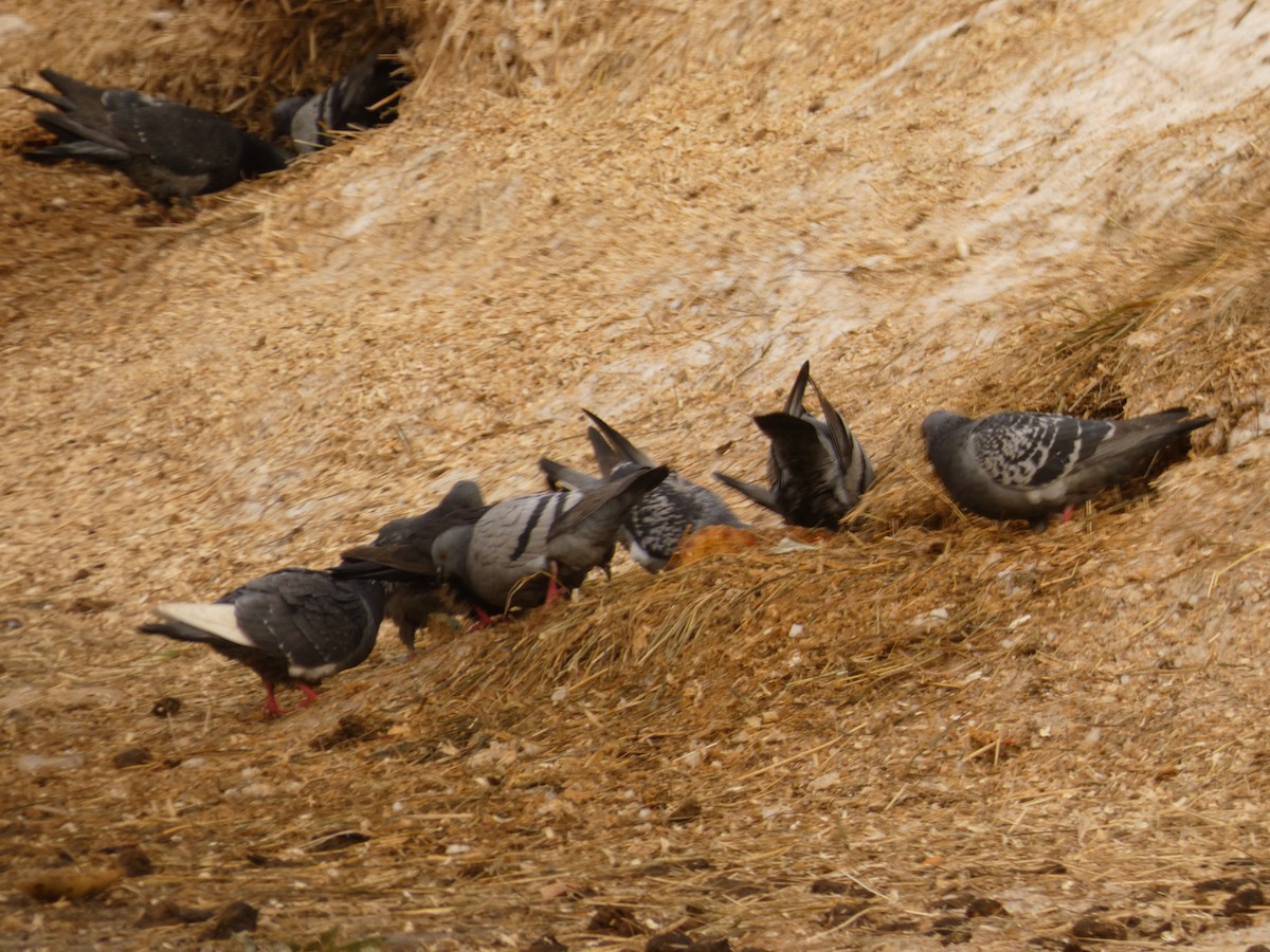 Rock Pigeon (Feral Pigeon) - Nicholas Sly