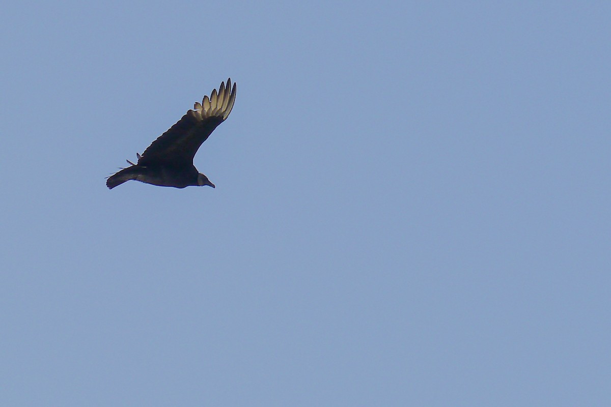 Black Vulture - ML622789394