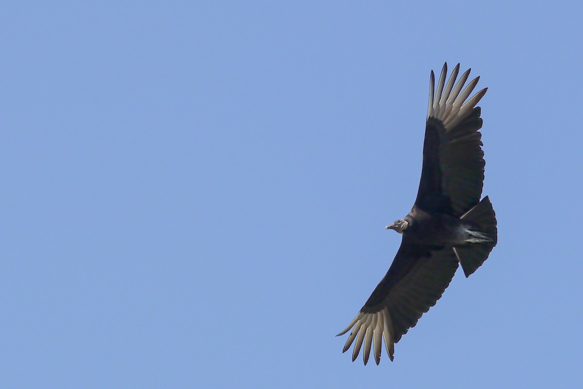 Black Vulture - ML622789396