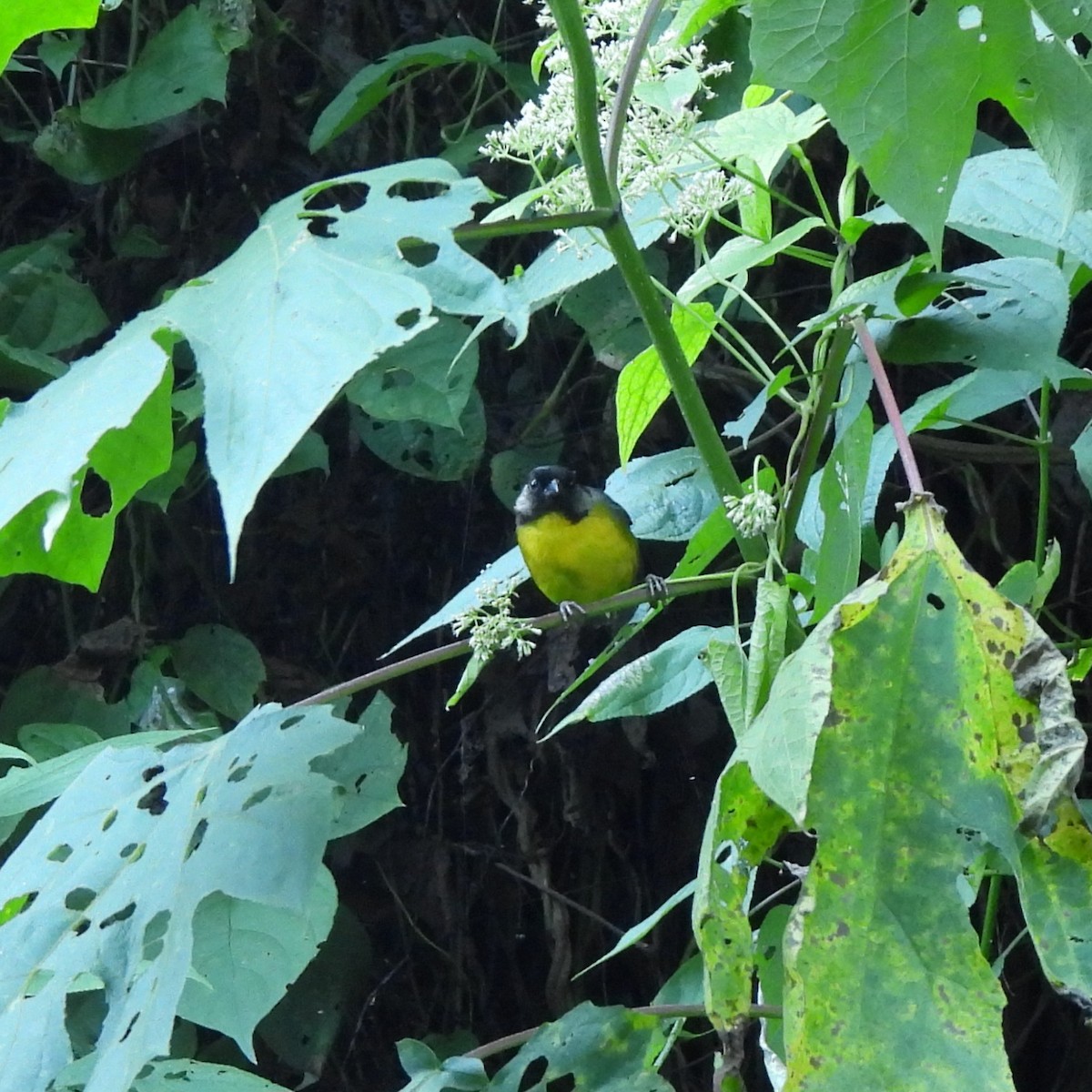 Santa Marta Brushfinch - ML622789400