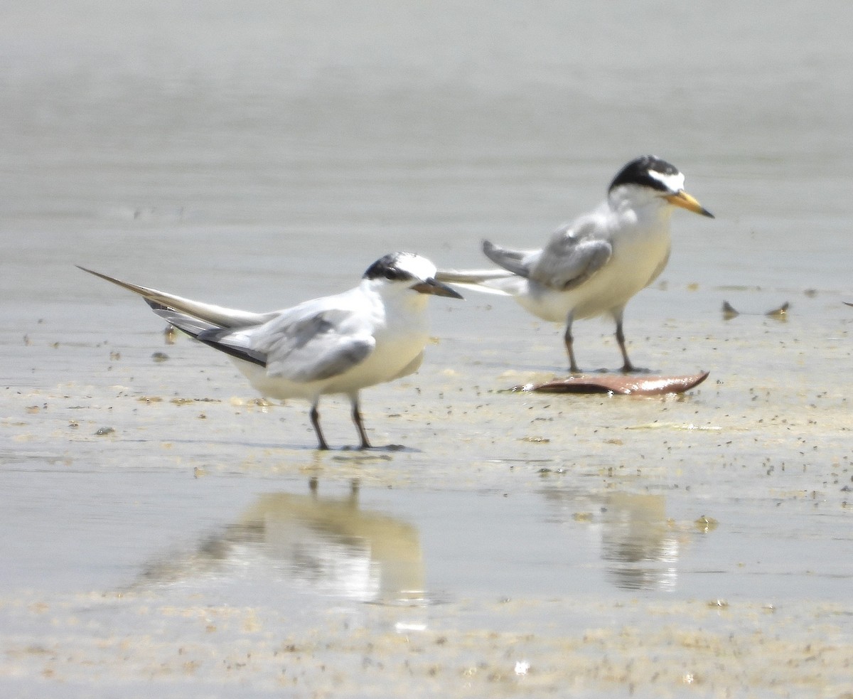 Least Tern - ML622789467