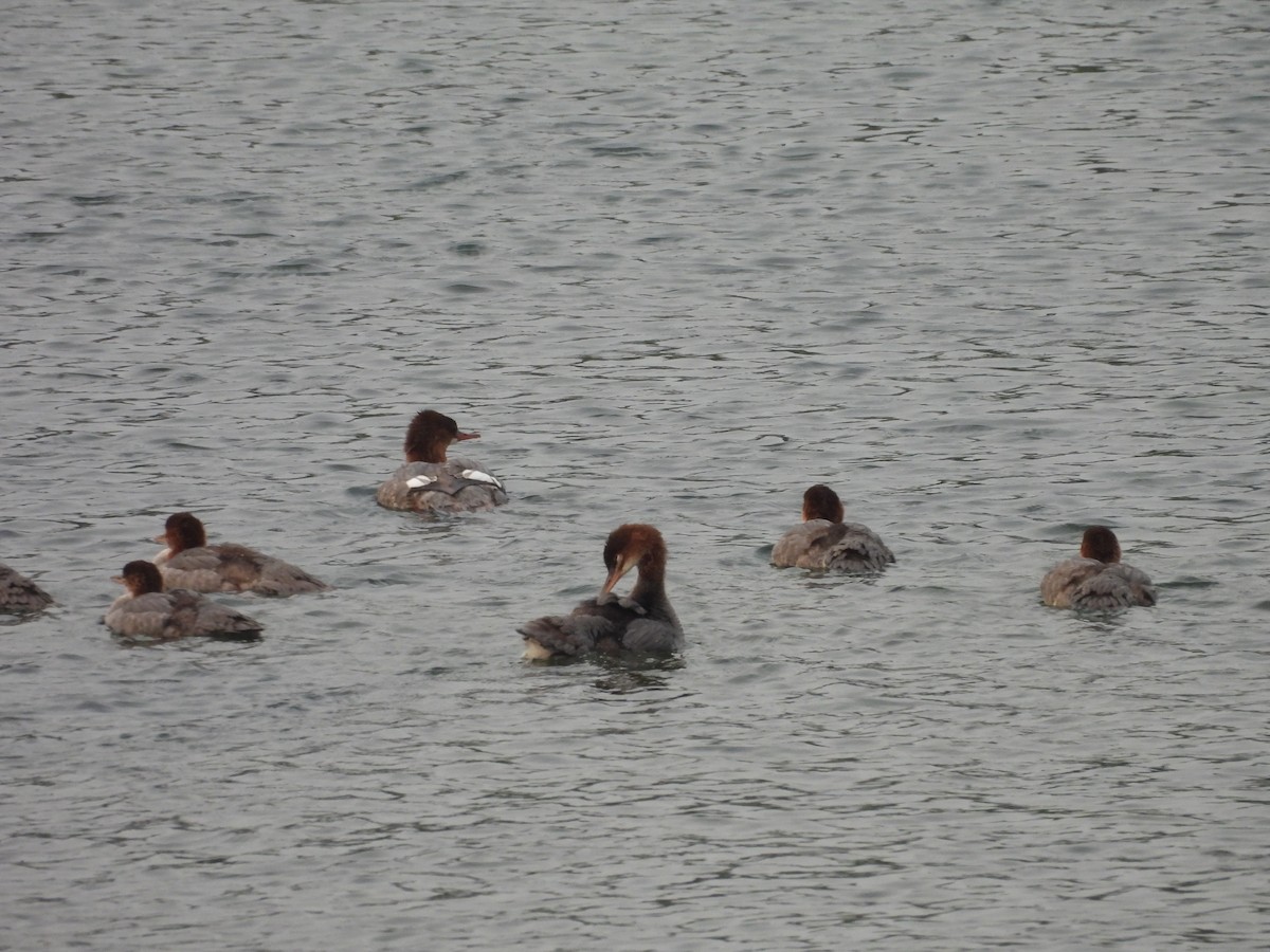 merganser sp. - ML622789524