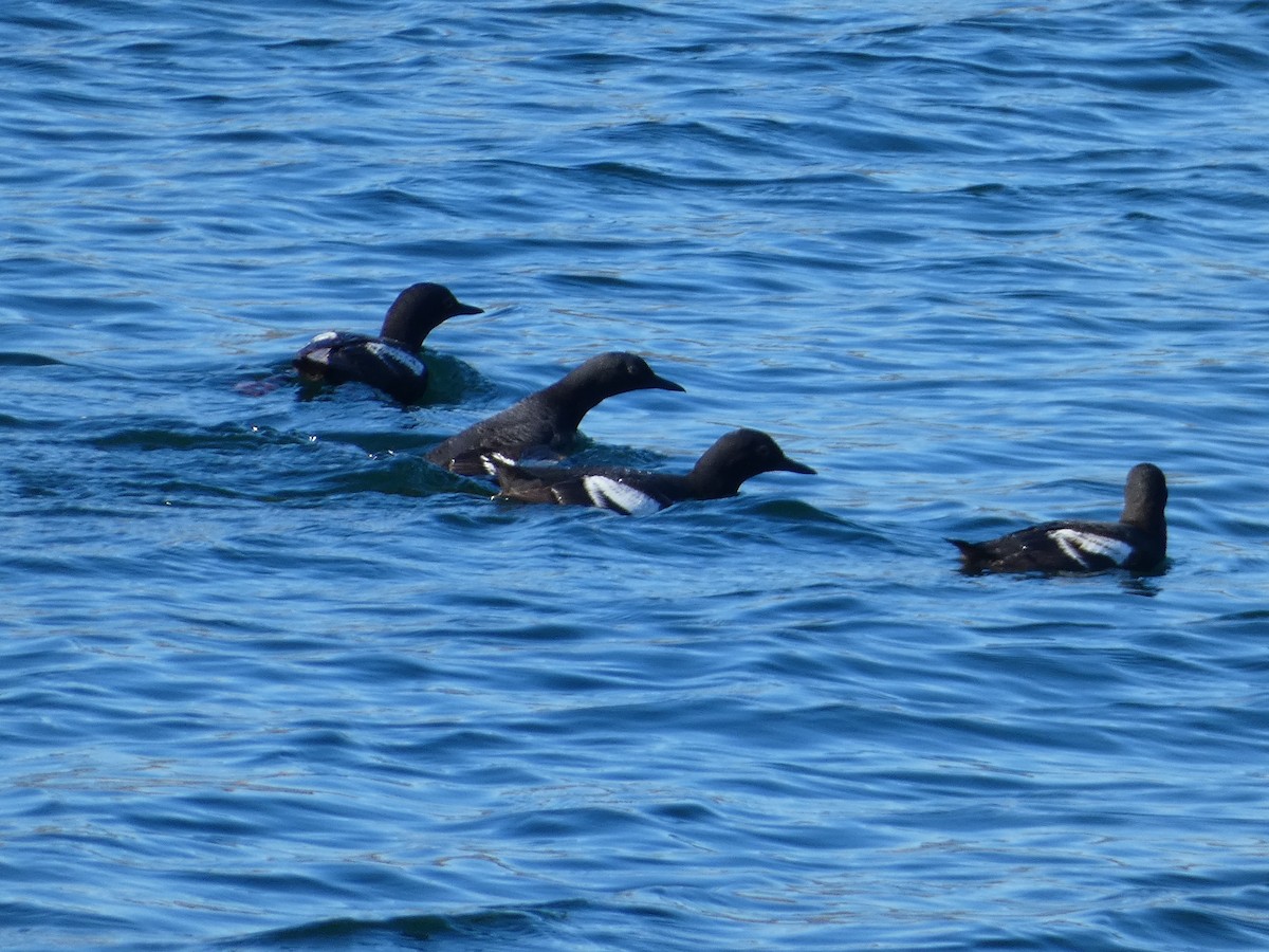 Pigeon Guillemot - Al Guarente