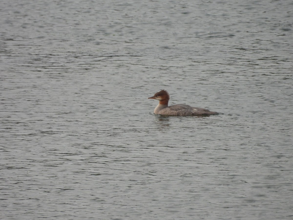 merganser sp. - ML622789552