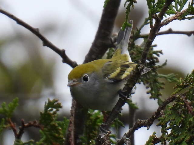 Chestnut-sided Warbler - Joseph McGill