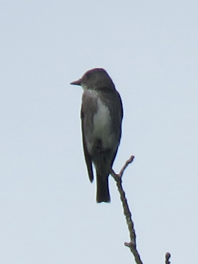 Olive-sided Flycatcher - ML622789561