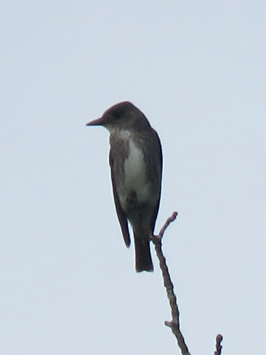 Olive-sided Flycatcher - ML622789562