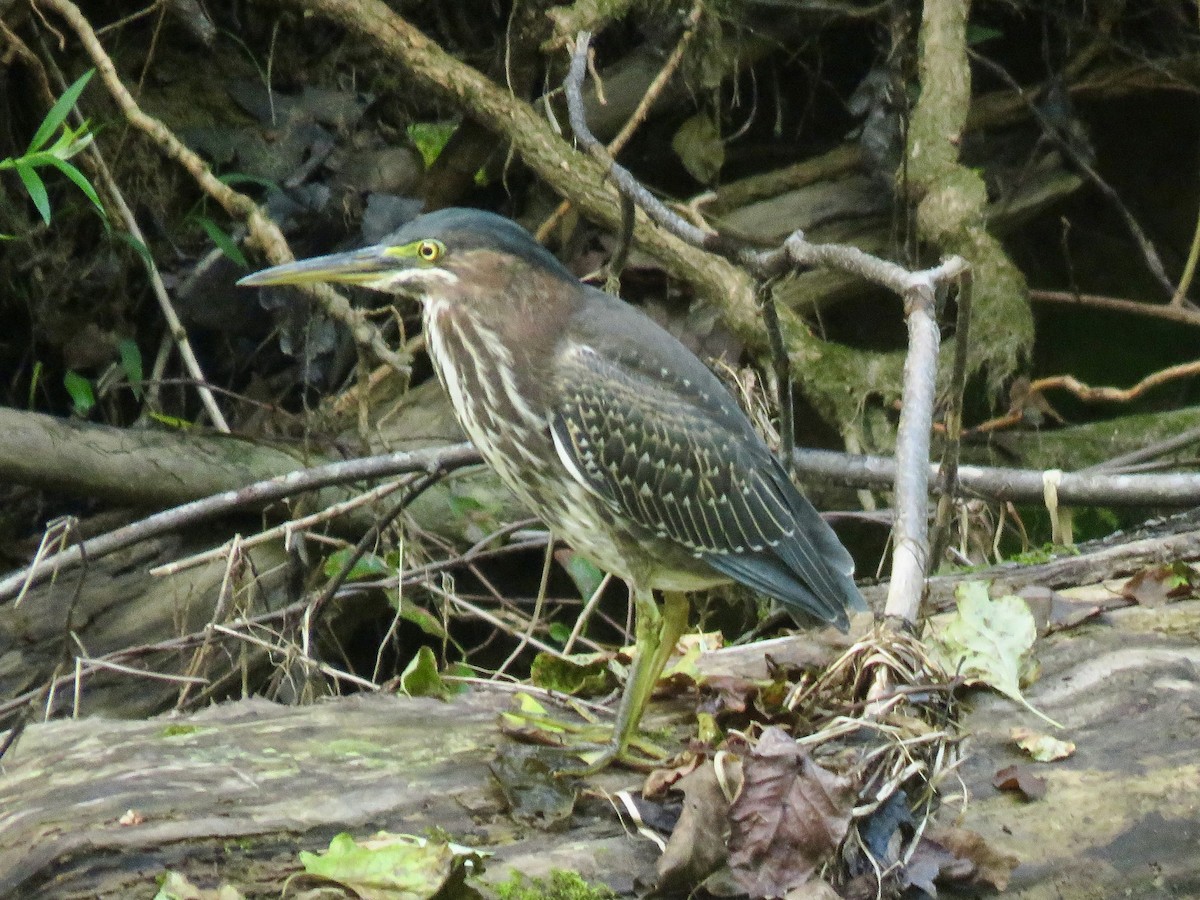 Green Heron - ML622789566