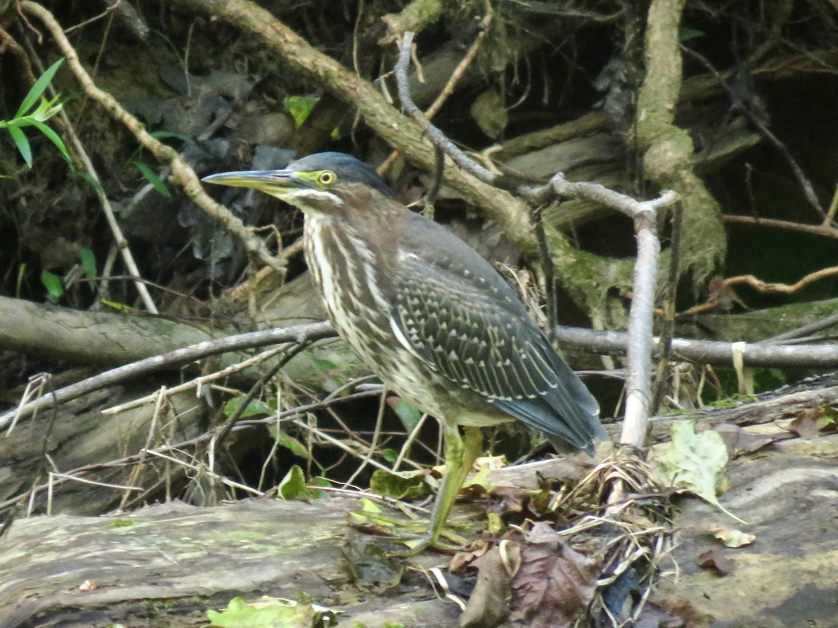 Green Heron - ML622789567